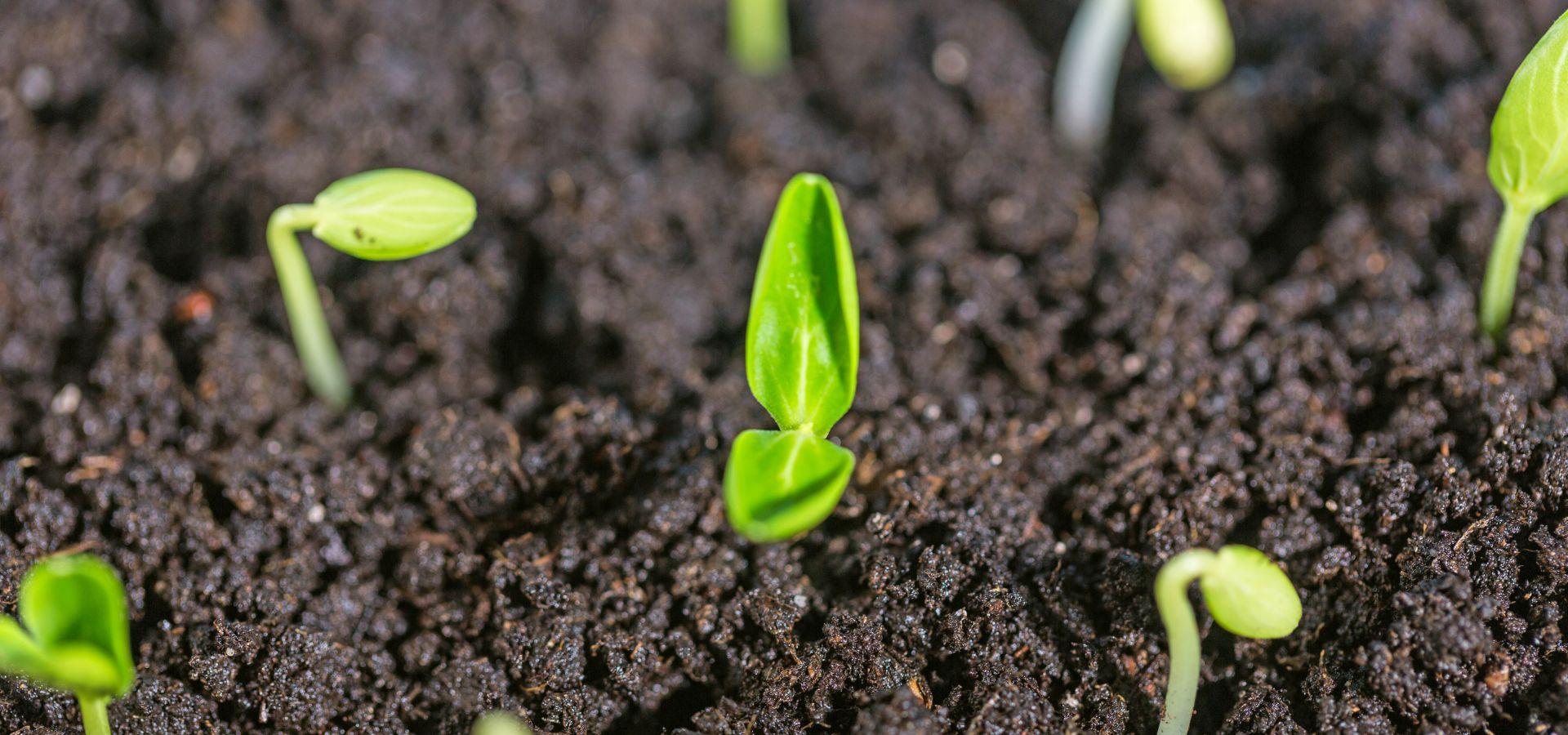 Seeds Sector