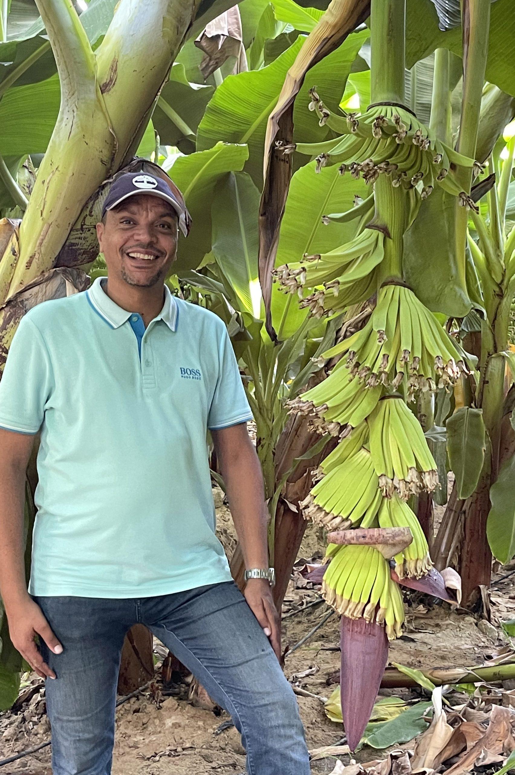 Banana cultivation