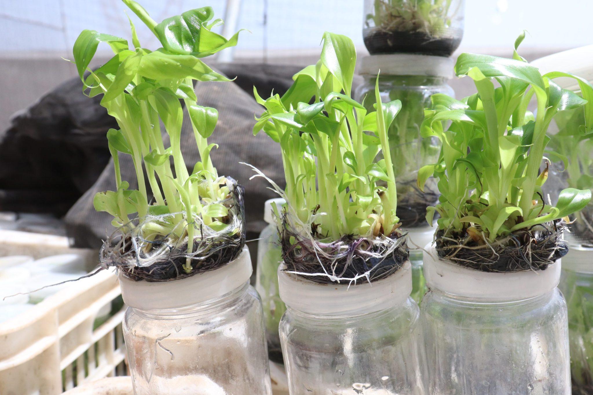 Banana Nurseries