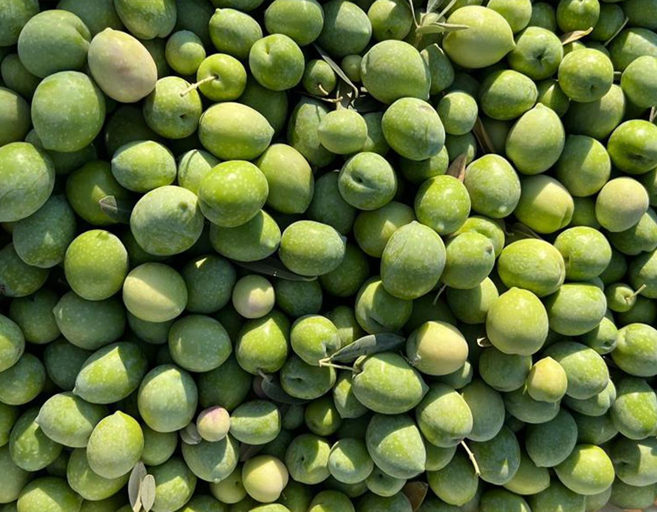 Olive Nurseries