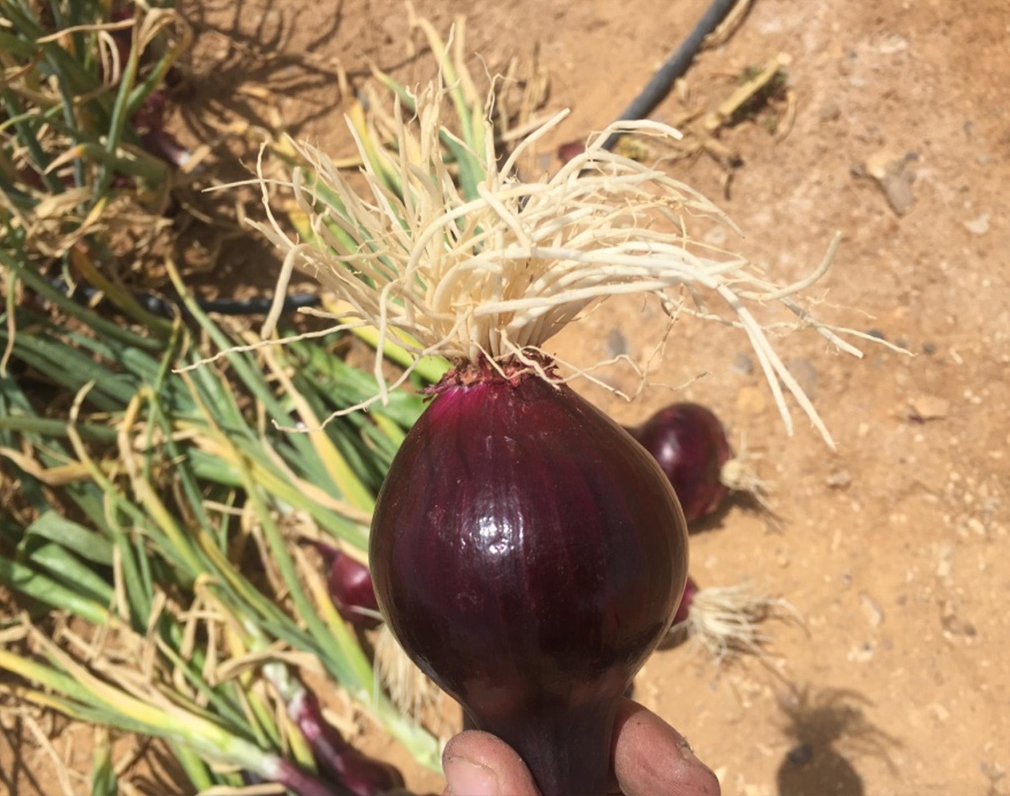 Onion cultivation