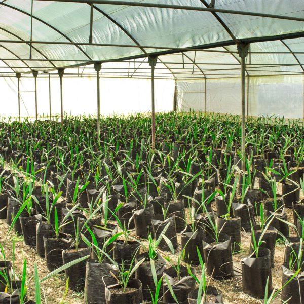 Nurseries