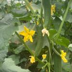 PS 118  Summer Cucumber