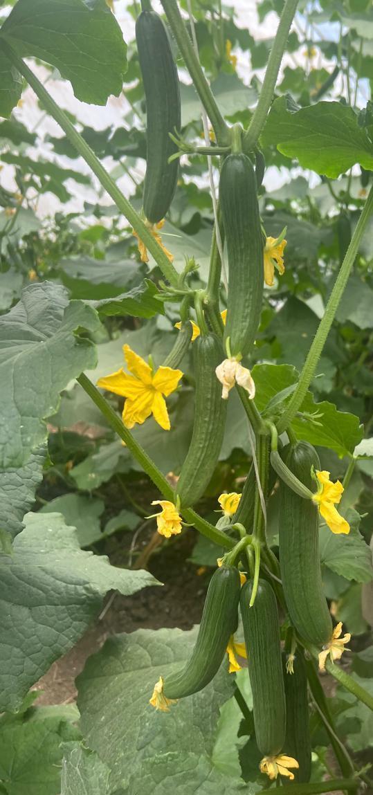 PS 118  Summer Cucumber