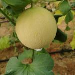 Cantalux Gal