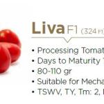 Liva - TROYA