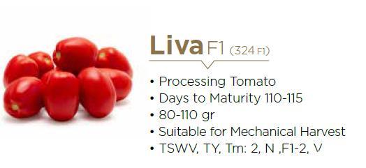 Liva - TROYA