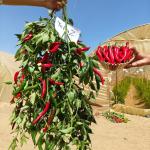 TOPPAZ– CHILI