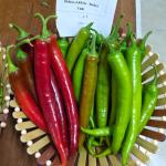ESINITI – SWEET PEPPER
