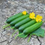 PS 01 WINTER CUCUMBER