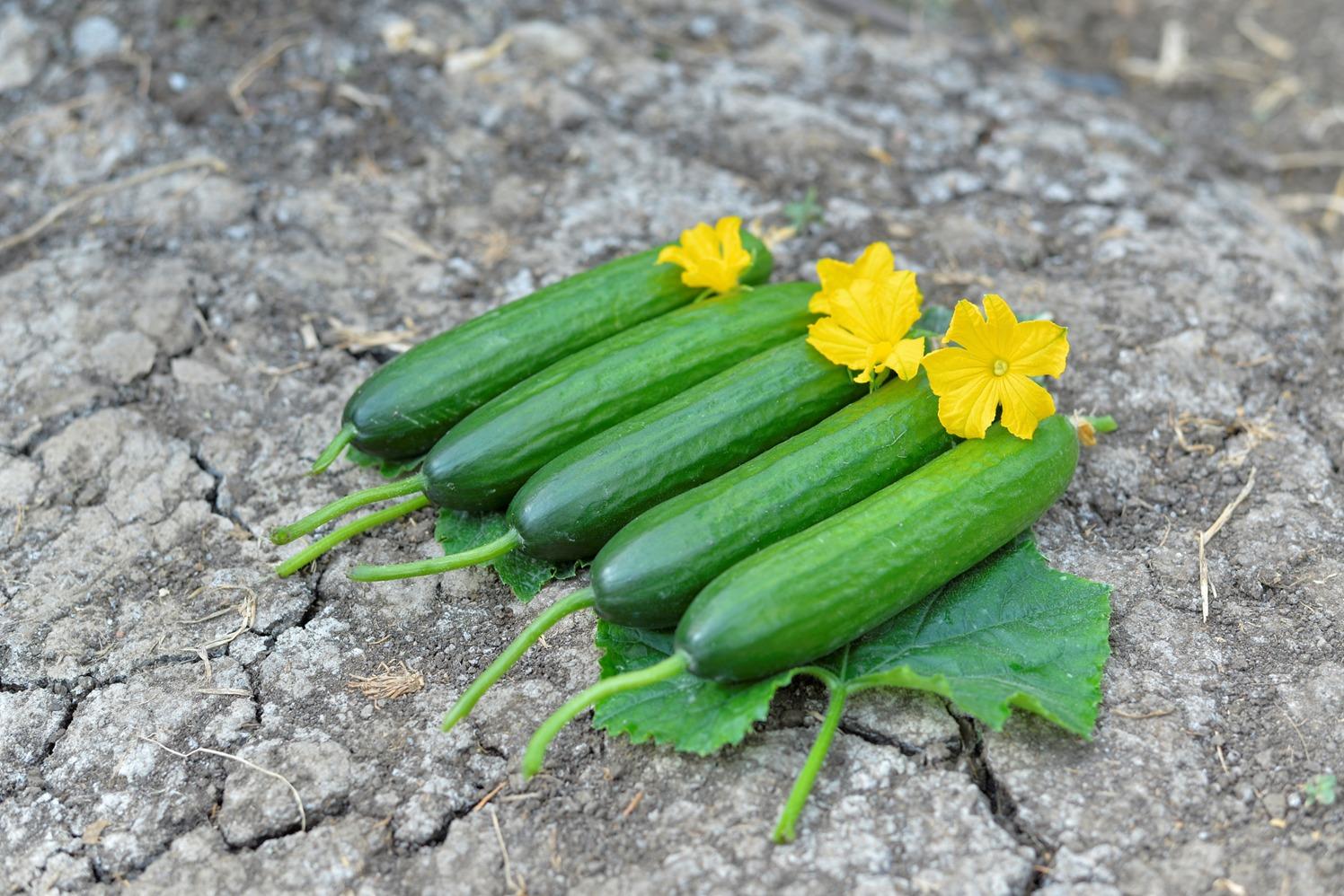 PS 01 WINTER CUCUMBER